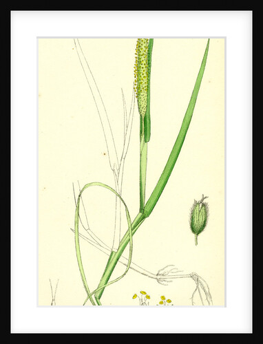 Alopecurus Fulvus Orange Anthered Fox-Tail-Grass by Anonymous