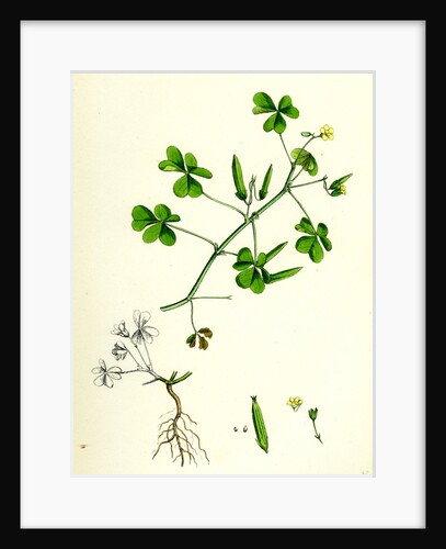Oxalis Corniculata Procumbent Yellow Sorrel by Anonymous