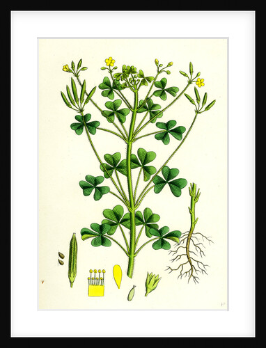 Oxalis Stricta Upright Yellow Sorrel by Anonymous