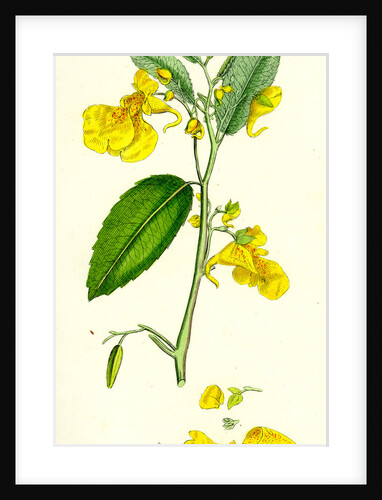 Impatiens Noli-Me-Tangere Yellow Balsam by Anonymous