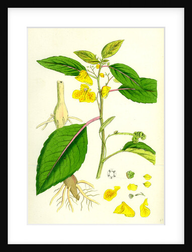 Impatiens Fulva Orange Balsam by Anonymous