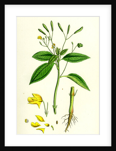 Impatiens Parviflora Small Balsam by Anonymous