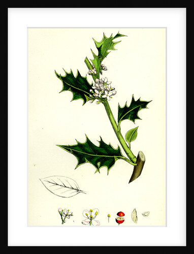 Ilex Aquifolium Common Holly by Anonymous