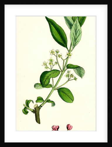 Euonynius Europeus Spindle Tree by Anonymous