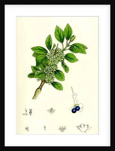 Rhamnus Catharticus Purging Buckthorn by Anonymous