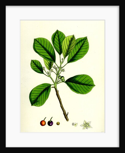 Rhamnus Frangula Berry-Bearing Alder by Anonymous