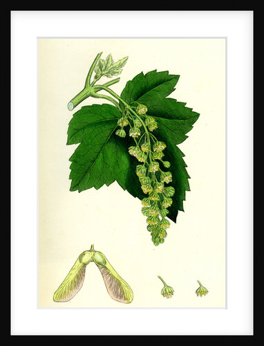 Acer Pseudo-Platanus Sycamore by Anonymous