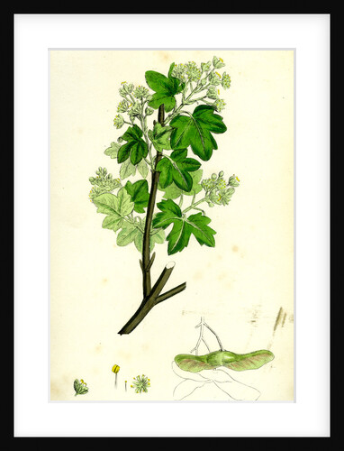 Acer Campestre Common Maple by Anonymous