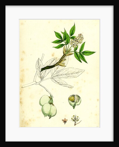 Staphylea Pinnata Common Bladder-Nut by Anonymous