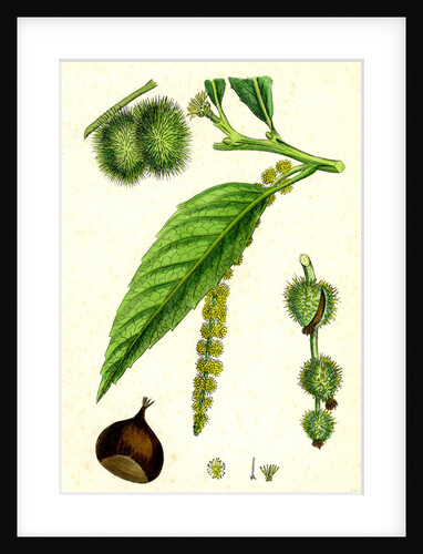 Castanea Vulgaris Sweet Chestnut by Anonymous