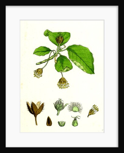 Fagus Sylvatica Common Beech by Anonymous