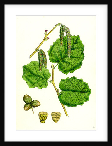 Corylus Avellana Hazel by Anonymous