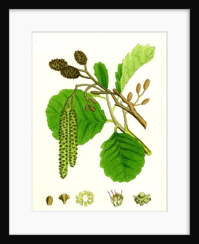 Alnus Glutinosa Common Alder by Anonymous