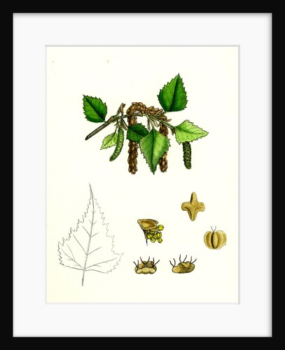 Betula Verrucosa White Birch by Anonymous