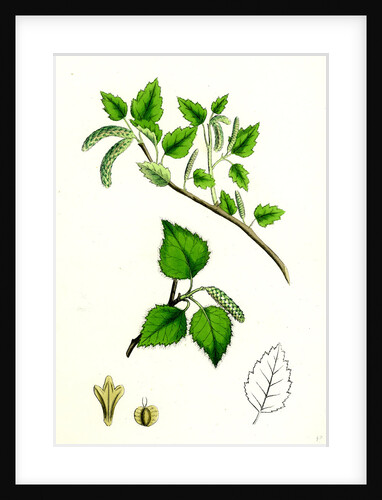 Betula Glutinosa Common Birch by Anonymous