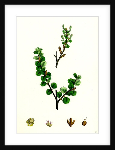 Betula Nana Dwarf Birch by Anonymous