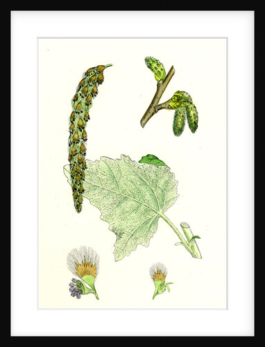 Populus Eu-Alba White Poplar by Anonymous