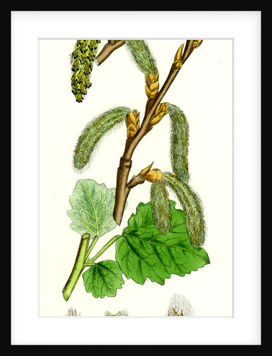 Populus Canescens Gray Poplar by Anonymous