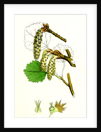 Populus Tremula Aspen by Anonymous