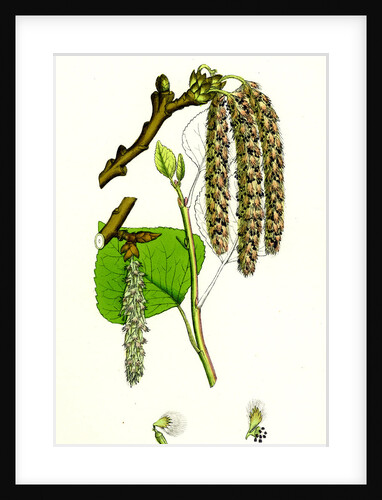 Populus Nigra Black Poplar by Anonymous