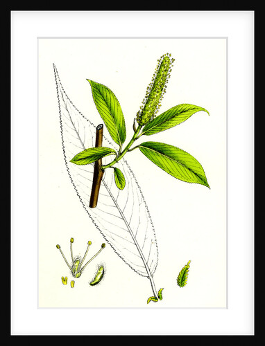 Salix Cuspidata Mas. Pointed-Leaved Willow Male by Anonymous