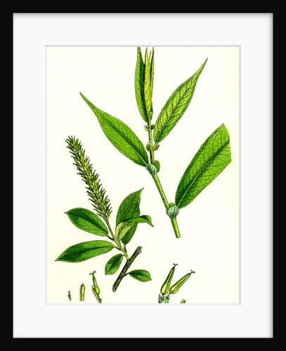 Salix Cuspidata Foemina Pointed-Leaved Willow Female by Anonymous