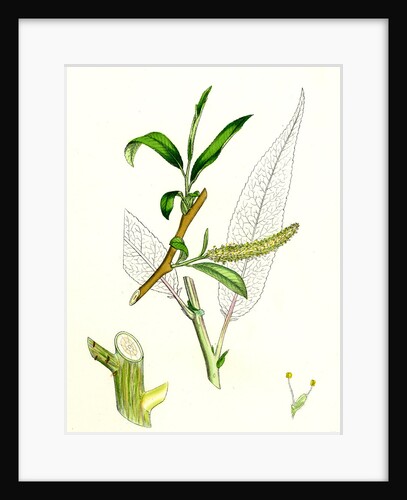 Salix Fragilis Var. Decipiens White Welsh Willow by Anonymous