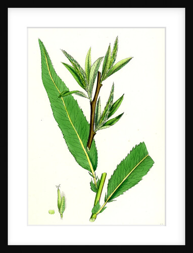 Salix Viridis Bedford Willow by Anonymous