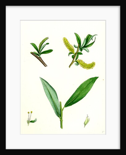 Salix Alba Var. Genuina White Willow by Anonymous