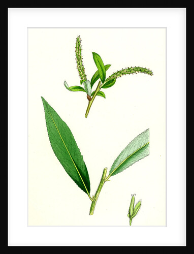 Salix Alba Var. Coerulea Blue Willow by Anonymous
