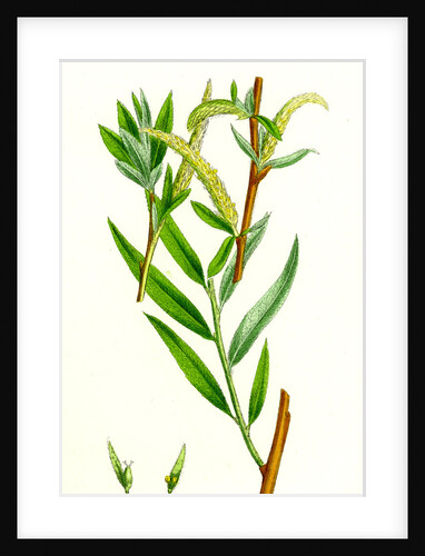 Salix Alba Var. Vitellina Golden Willow by Anonymous