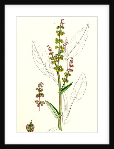Rumex Acetosa Common Sorrel by Anonymous