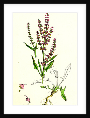 Rumex Acetosella Sheep's Sorrel by Anonymous
