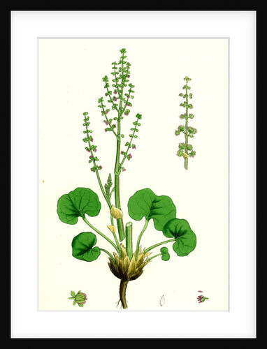 Oxyria Reniformis Kidney-Shaped Mountain Sorrel by Anonymous