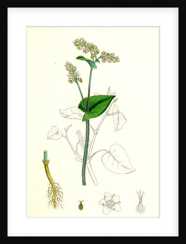 Polygonum Fagopyrum Common Buckwheat by Anonymous