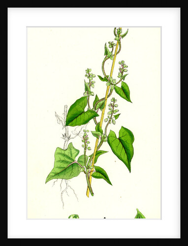 Polygonum Convolvulus Climbing Buckwheat by Anonymous