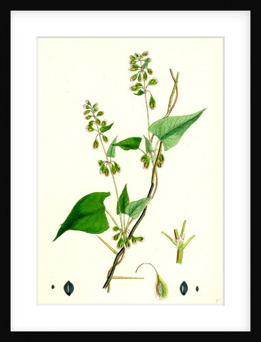 Polygonum Dumetorum Copse Buckwheat by Anonymous