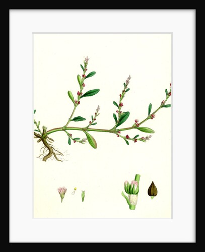 Polygonum Aviculare Vulgatum Common Knot-Grass by Anonymous