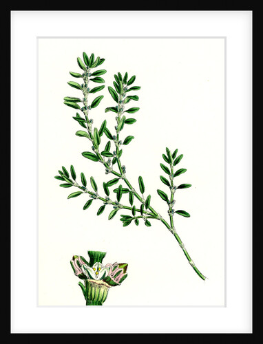 Polygonum Aviculare Arenastrum Common Knot-Grass by Anonymous