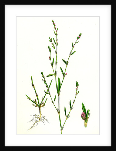 Polygonum Aviculare Rurivagum Common Knot-Grass by Anonymous