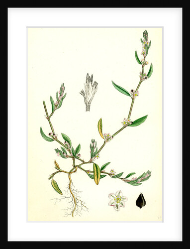 Polygonum Raii Ray's Knot-Grass by Anonymous