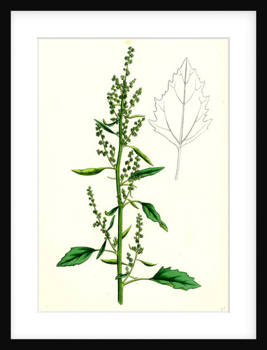 Chenopodium Album Var. Paganum Green Goosefoot Var. B. by Anonymous