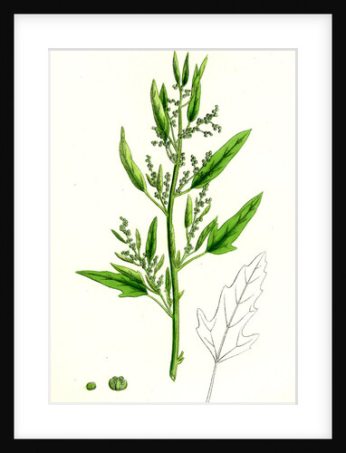 Chenopodium Ficifolium Fig-Leaved Goosefoot by Anonymous