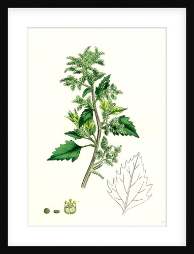 Chenopodium Murale Nettle-Leaved Goosefoot by Anonymous