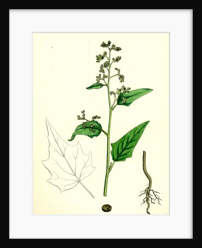 Chenopodium Hybridum Maple-Leaved Goosefoot by Anonymous