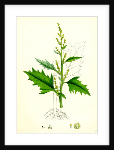 Chenopodium Urbicum Upright Goosefoot by Anonymous