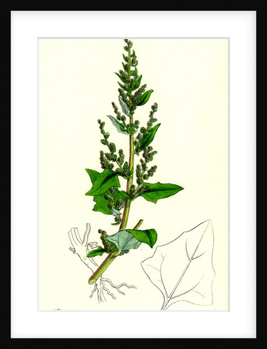 Chenopodium Botryoides Many-Clustered Goosefoot by Anonymous