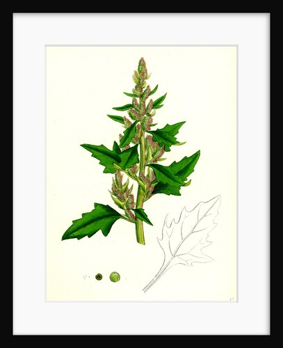 Chenopodium Eu-Rubrum Var. Genuinum Red Goosefoot Var. A. by Anonymous