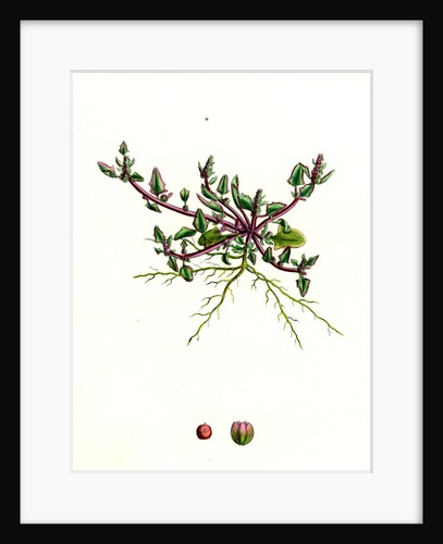 Chenopodium Eu-Rubrum Var. Pseudo-Botryoides Red Goosefoot Var. B. by Anonymous