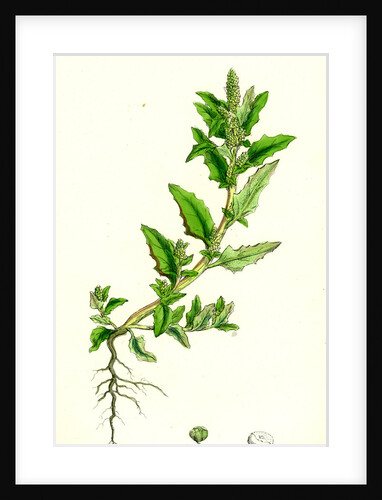 Chenopodium Glaucum Oak-Leaved Goosefoot by Anonymous